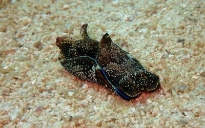 Extreme Autotomy and Whole-Body Regeneration in Photosynthetic Sea Slugs